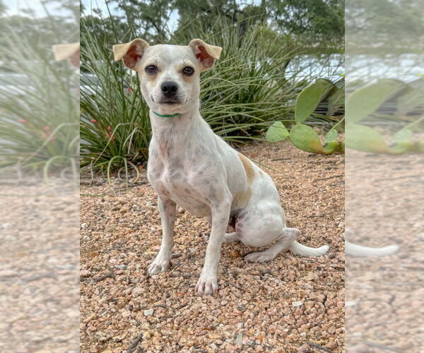 Medium Photo #1 Mutt Puppy For Sale in PIPE CREEK, TX, USA