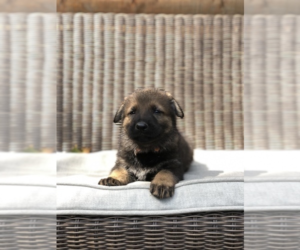 Medium Photo #10 German Shepherd Dog Puppy For Sale in BIRMINGHAM, PA, USA
