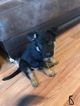 Small Photo #8 German Shepherd Dog Puppy For Sale in SICKLERVILLE, NJ, USA