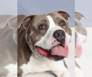 MILO - Male Mutt Dog for Adoption - Photo #2