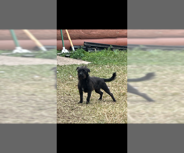 Medium Photo #1 Chihuahua-Unknown Mix Puppy For Sale in Jackson Township, NJ, USA