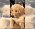 Small Photo #2 Golden Retriever Puppy For Sale in EAST FREEHOLD, NJ, USA
