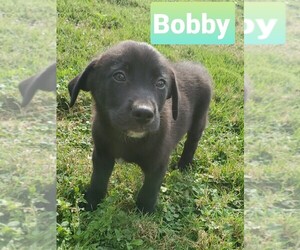 Golden Labrador Dogs for adoption in MEMPHIS, MI, USA