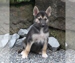 Small #2 German Shepherd Dog-Siberian Husky Mix