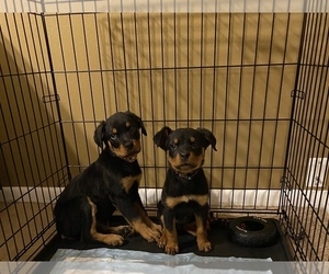 Rottweiler Puppy for sale in ORLANDO, FL, USA