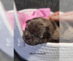 Puppy Merle Female Pug