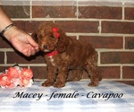 Small #2 Cavapoo (Miniature)