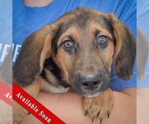 Basset Hound Dogs for adoption in Huntley, IL, USA
