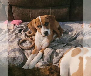 Mutt Dogs for adoption in FAIRLAWN, OH, USA