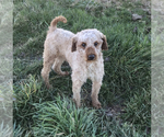 Small Photo #1 Labradoodle-Poodle (Miniature) Mix Puppy For Sale in BOWLING GREEN, KY, USA