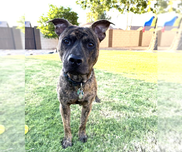 Medium Photo #2 American Pit Bull Terrier-Unknown Mix Puppy For Sale in Chandler, AZ, USA