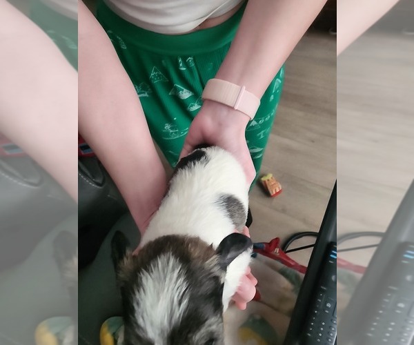 Medium Photo #3 Schnauzer (Miniature) Puppy For Sale in COLORADO SPRINGS, CO, USA