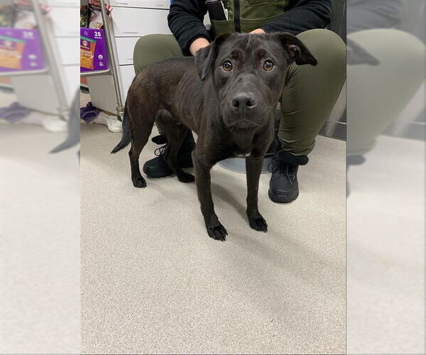 Medium Photo #1 Siberian Husky-Unknown Mix Puppy For Sale in Fairbanks, AK, USA