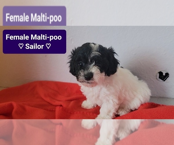 Medium Photo #4 Maltipoo (Toy) Puppy For Sale in TUCSON, AZ, USA