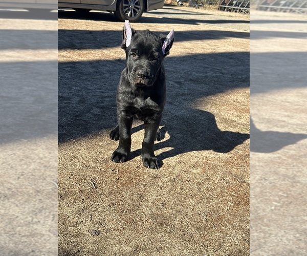 Medium Photo #1 Cane Corso Puppy For Sale in HESPERIA, CA, USA