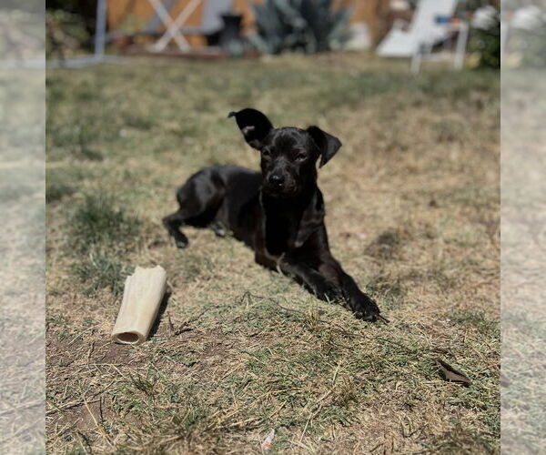 Medium Photo #3 Boston Terrier-Unknown Mix Puppy For Sale in Hayward, CA, USA