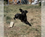 Small #2 Boston Terrier Mix
