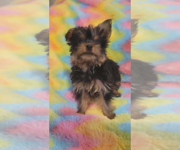 Medium Photo #21 Yorkshire Terrier Puppy For Sale in AKRON, OH, USA
