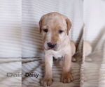 Small #3 Labrador Retriever