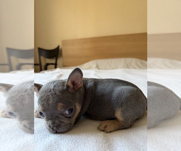 Medium Photo #10 French Bulldog Puppy For Sale in RENTON, WA, USA