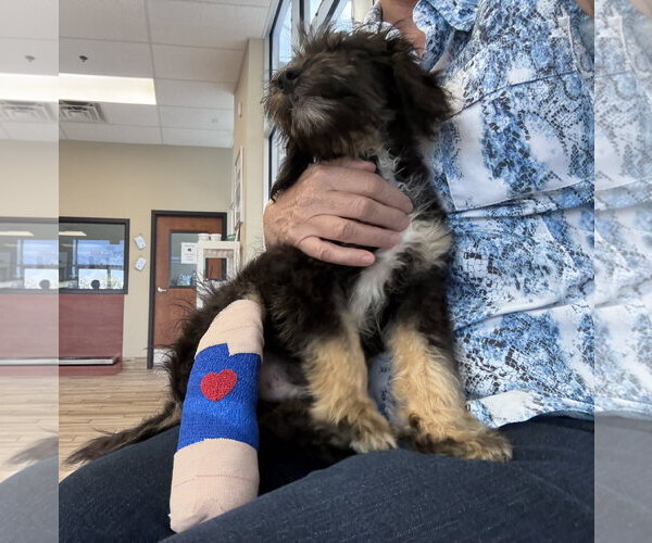 Medium Photo #3 Bernese Mountain Dog-Poodle (Miniature) Mix Puppy For Sale in Valrico, FL, USA