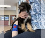Small Photo #3 Bernese Mountain Dog-Poodle (Miniature) Mix Puppy For Sale in Valrico, FL, USA