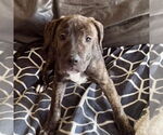 Small Mutt
