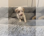 Puppy Puppy 2 Goldendoodle-Poodle (Miniature) Mix