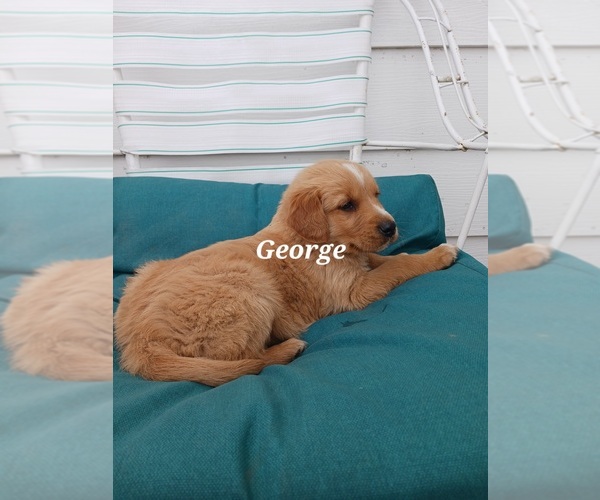 Medium Photo #24 English Cream Golden Retriever-Newfoundland Mix Puppy For Sale in SHEBOYGAN FALLS, WI, USA