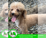 Small #1 Poodle (Miniature)