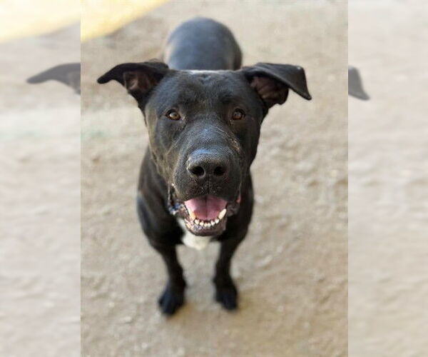 Medium Photo #2 Black Mouth Cur-Labrador Retriever Mix Puppy For Sale in Riverside, CA, USA