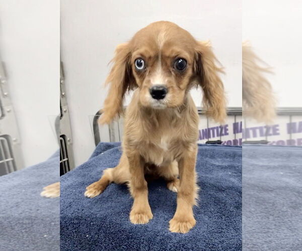 Medium Photo #2 Cavalier King Charles Spaniel Puppy For Sale in Lincolnwood, IL, USA