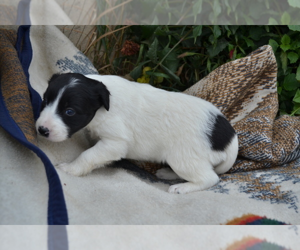 Medium Photo #3 Border Collie Puppy For Sale in GREENWOOD, WI, USA