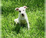 Small #7 Mutt