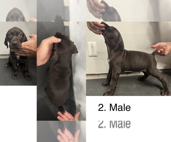 Medium Photo #1 German Shorthaired Pointer Puppy For Sale in WAXAHACHIE, TX, USA