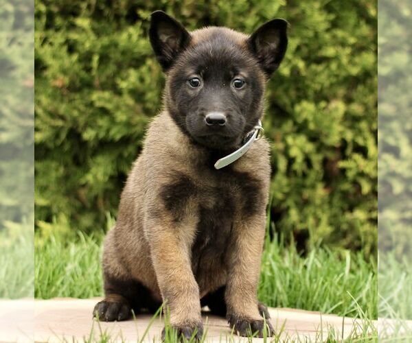 Medium Photo #1 Belgian Malinois Puppy For Sale in RONKS, PA, USA