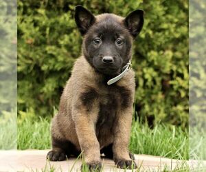 Belgian Malinois Puppy for sale in RONKS, PA, USA