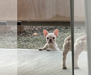French Bulldog Puppy for Sale in WINDSOR, Colorado USA