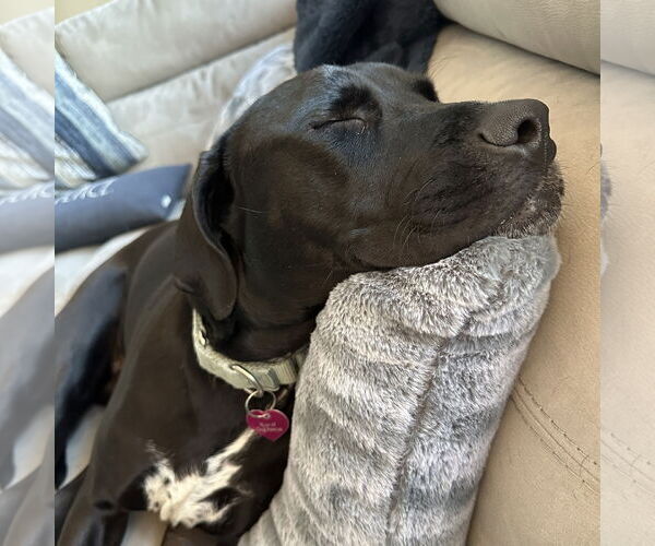 Medium Photo #6 American Pit Bull Terrier-Labrador Retriever Mix Puppy For Sale in Fargo, ND, USA