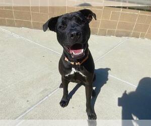 American Pit Bull Terrier-Labrador Retriever Mix Dogs for adoption in Denver, CO, USA