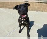 Small American Pit Bull Terrier-Labrador Retriever Mix