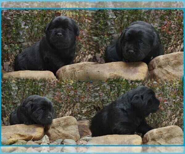 Medium Photo #6 Labrador Retriever Puppy For Sale in FORT COLLINS, CO, USA