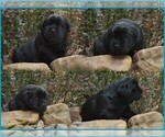Small #5 Labrador Retriever