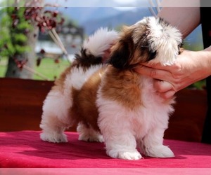 Shih Tzu Puppy for sale in FORT WAYNE, IN, USA