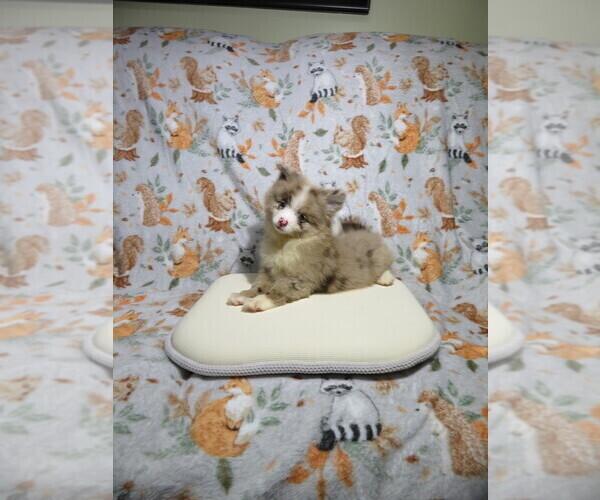 Medium Photo #1 Pomeranian Puppy For Sale in COOKEVILLE, TN, USA