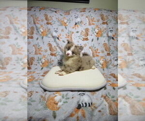 Pomeranian Puppy for sale in COOKEVILLE, TN, USA