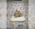 Small Pomeranian