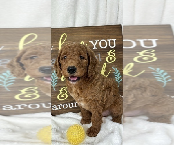 Medium Photo #4 Goldendoodle (Miniature) Puppy For Sale in GREENFIELD, IN, USA