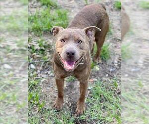 American Pit Bull Terrier Dogs for adoption in Conroe, TX, USA