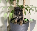 Small Photo #5 German Shepherd Dog Puppy For Sale in GRANDVIEW, MO, USA